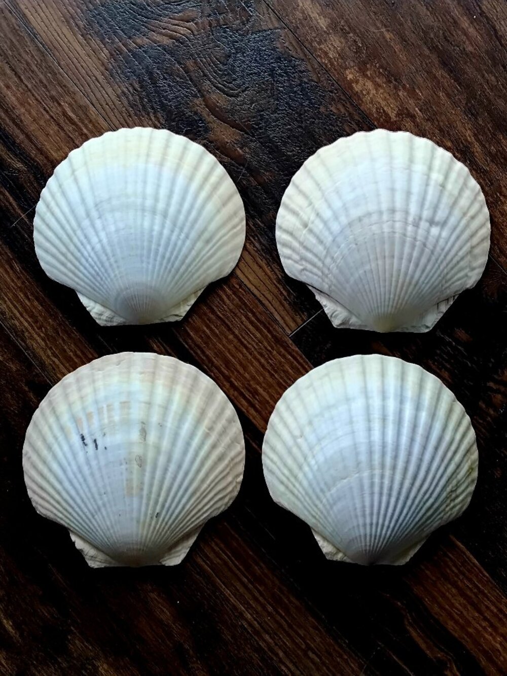 Set of 4 Lg. Natural Scallop Seashell Serving Dish Trinket Dish.